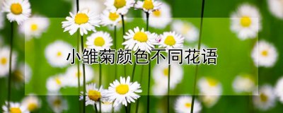 ​小雏菊的花语（不同颜色小雏菊的花语）