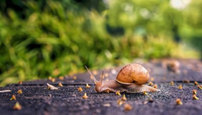 ​蜈蚣是昆虫吗 蚊子是昆虫吗