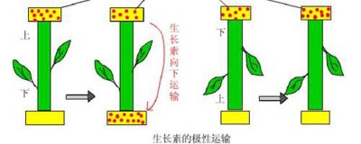 ​生长素的运输方式都是主动运输吗 植物生长素运输是主动运输吗