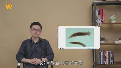 ​涡虫纲动物的主要特征 涡虫有多少种