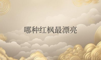 ​哪种红枫最漂亮又好看好养