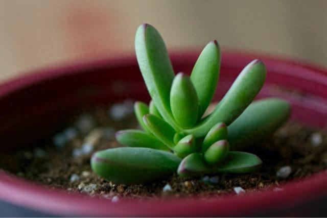 多肉植物图鉴之小天狗